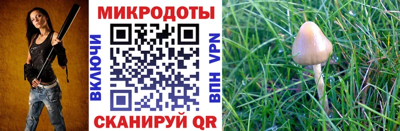 купить   Алагир  Галлюциногенные грибы Magic Shrooms 